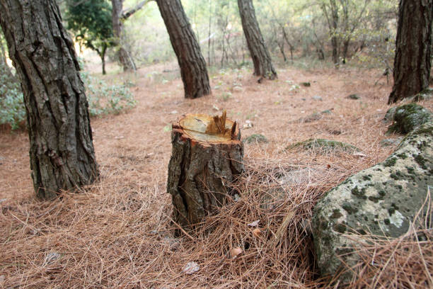 How Our Tree Care Process Works  in  Uvalde Estates, TX